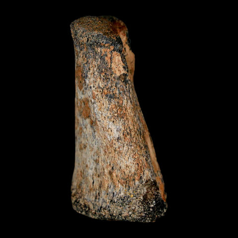 2" Brachylophosaurus Fossil Finger Bone Cretaceous Dinosaur Judith River FM MT COA - Fossil Age Minerals