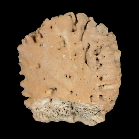 1.4" Glyptodon Fossil Osteoderm Scute Plate Bony Armor Pleistocene Uruguay COA - Fossil Age Minerals