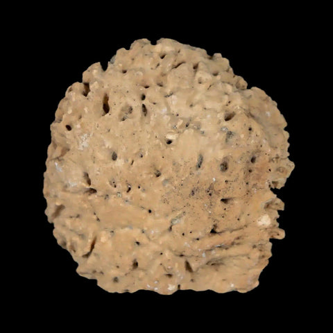 1.4" Glyptodon Fossil Osteoderm Scute Plate Bony Armor Pleistocene Uruguay COA - Fossil Age Minerals