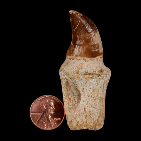 2.5" Mosasaur Prognathodon Anceps Fossil Tooth Rooted Cretaceous Dinosaur Era COA - Fossil Age Minerals