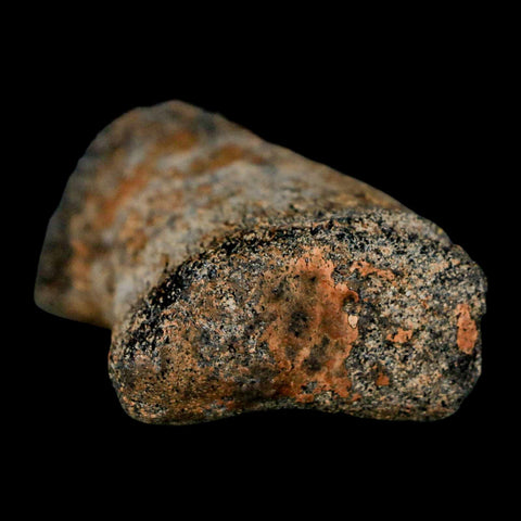 2" Brachylophosaurus Fossil Finger Bone Cretaceous Dinosaur Judith River FM MT COA - Fossil Age Minerals