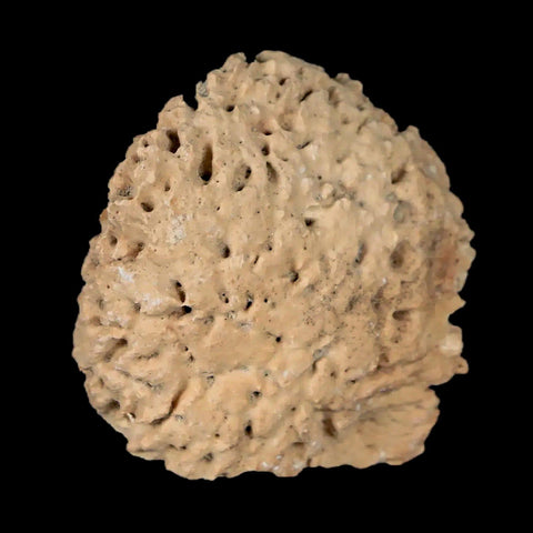 1.4" Glyptodon Fossil Osteoderm Scute Plate Bony Armor Pleistocene Uruguay COA - Fossil Age Minerals