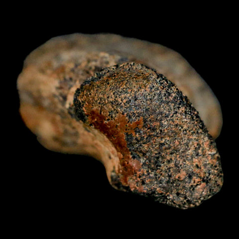 2" Brachylophosaurus Fossil Finger Bone Cretaceous Dinosaur Judith River FM MT COA - Fossil Age Minerals