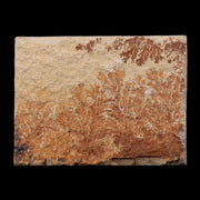 2.3" Pyrolusite Dendritic Sandstone Solnhofen Jurassic Age West Germany