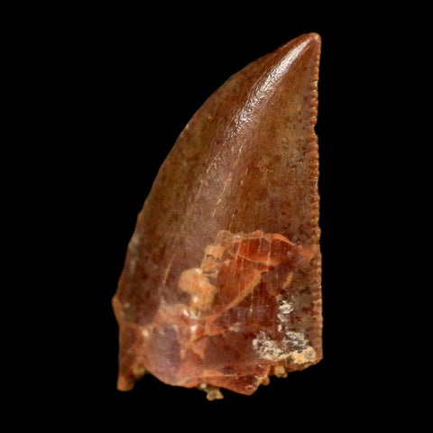 0.6" Abelisaur Serrated Tooth Fossil Cretaceous Age Dinosaur Morocco COA, Display