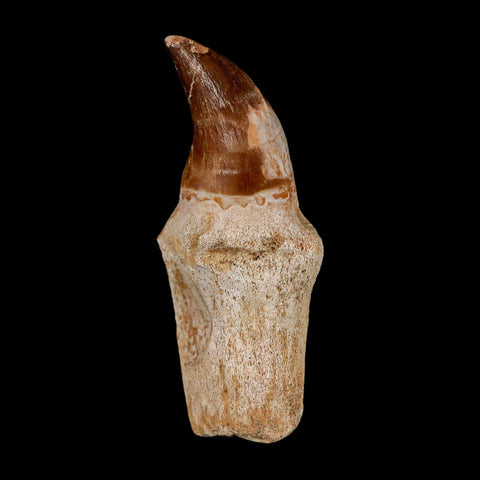 2.5" Mosasaur Prognathodon Anceps Fossil Tooth Rooted Cretaceous Dinosaur Era COA - Fossil Age Minerals