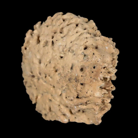 1.4" Glyptodon Fossil Osteoderm Scute Plate Bony Armor Pleistocene Uruguay COA - Fossil Age Minerals