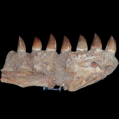 12.3" Mosasaur Platecarpus Fossil Jaw Section Teeth Cretaceous Dinosaur Era COA - Fossil Age Minerals
