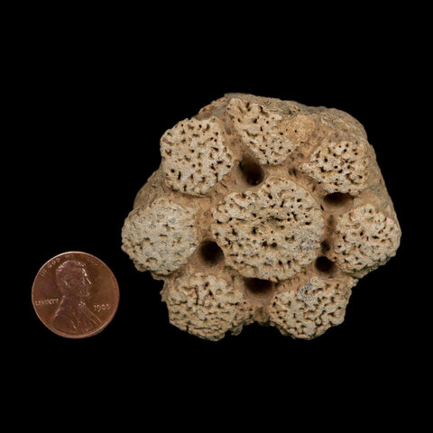 2.3" Glyptodon Fossil Osteoderm Scute Plate Bony Armor Pleistocene Uruguay COA - Fossil Age Minerals