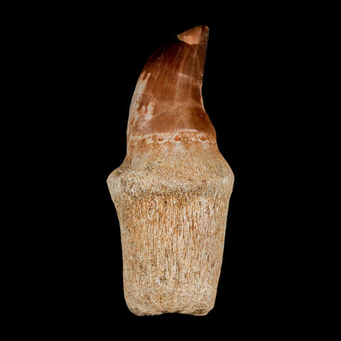 2.5" Mosasaur Prognathodon Anceps Fossil Tooth Rooted Cretaceous Dinosaur Era COA - Fossil Age Minerals