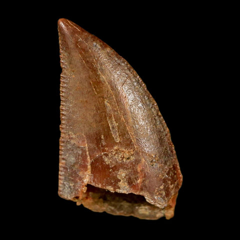 0.6" Abelisaur Serrated Tooth Fossil Cretaceous Age Dinosaur Morocco COA, Display