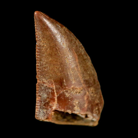 0.6" Abelisaur Serrated Tooth Fossil Cretaceous Age Dinosaur Morocco COA, Display