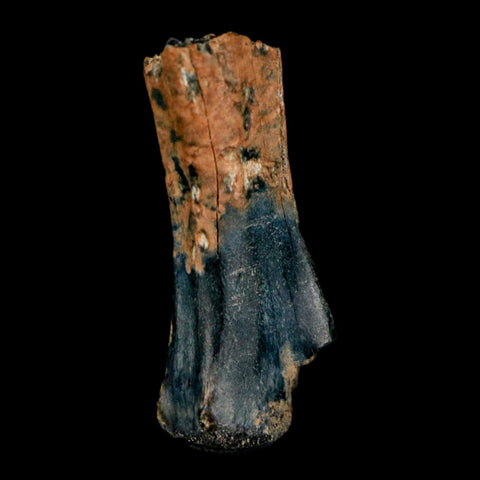 1" Raptor Dinosaur Fossil Vertebrae Judith River FM Cretaceous MT COA Display - Fossil Age Minerals