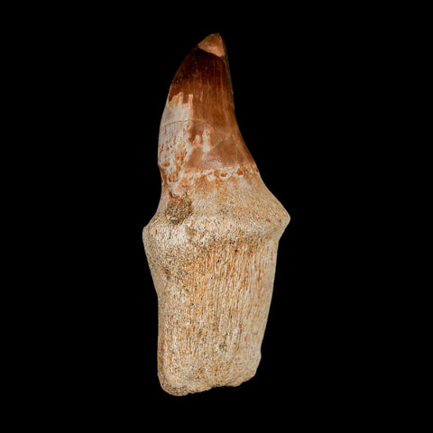 2.5" Mosasaur Prognathodon Anceps Fossil Tooth Rooted Cretaceous Dinosaur Era COA - Fossil Age Minerals