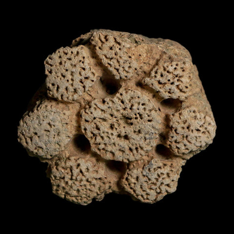 2.3" Glyptodon Fossil Osteoderm Scute Plate Bony Armor Pleistocene Uruguay COA - Fossil Age Minerals