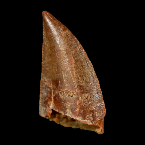 0.6" Abelisaur Serrated Tooth Fossil Cretaceous Age Dinosaur Morocco COA, Display