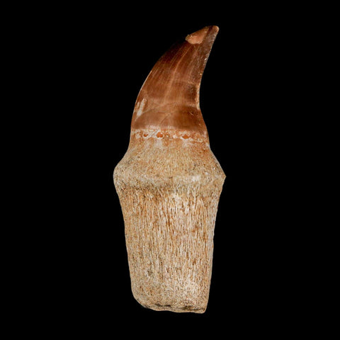 2.5" Mosasaur Prognathodon Anceps Fossil Tooth Rooted Cretaceous Dinosaur Era COA - Fossil Age Minerals