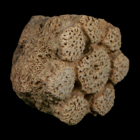 2.3" Glyptodon Fossil Osteoderm Scute Plate Bony Armor Pleistocene Uruguay COA - Fossil Age Minerals