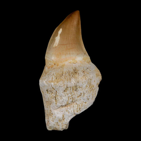 2.3" Mosasaur Prognathodon Anceps Fossil Tooth Rooted Cretaceous Dinosaur Era COA