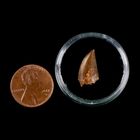 0.6" Abelisaur Serrated Tooth Fossil Cretaceous Age Dinosaur Morocco COA, Display