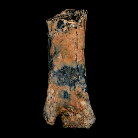 1" Raptor Dinosaur Fossil Vertebrae Judith River FM Cretaceous MT COA Display - Fossil Age Minerals