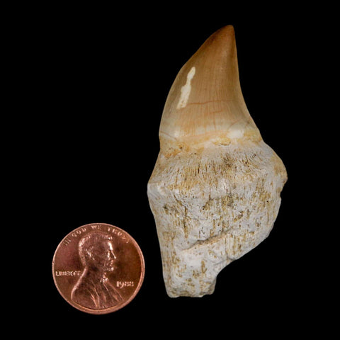 2.3" Mosasaur Prognathodon Anceps Fossil Tooth Rooted Cretaceous Dinosaur Era COA
