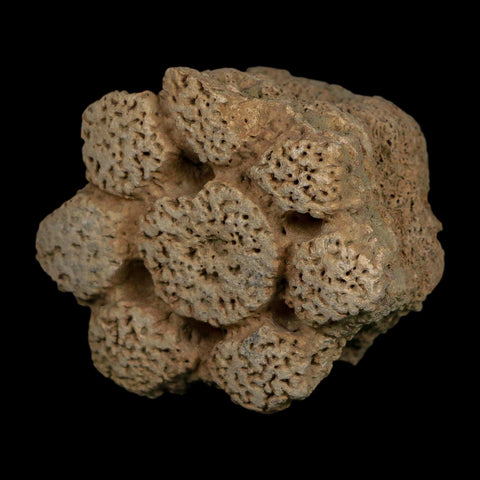 2.3" Glyptodon Fossil Osteoderm Scute Plate Bony Armor Pleistocene Uruguay COA - Fossil Age Minerals