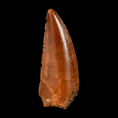 0.8" Abelisaur Serrated Tooth Fossil Cretaceous Age Dinosaur Morocco COA, Display