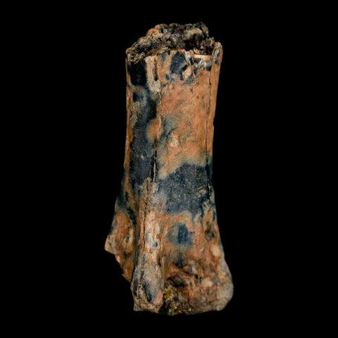 1" Raptor Dinosaur Fossil Vertebrae Judith River FM Cretaceous MT COA Display - Fossil Age Minerals