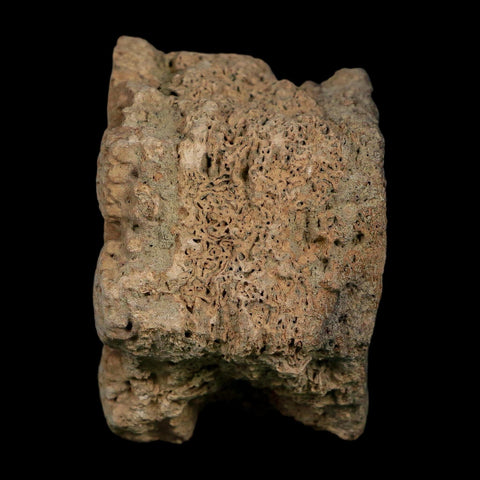 2.3" Glyptodon Fossil Osteoderm Scute Plate Bony Armor Pleistocene Uruguay COA - Fossil Age Minerals