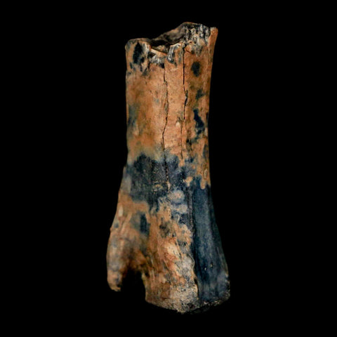 1" Raptor Dinosaur Fossil Vertebrae Judith River FM Cretaceous MT COA Display - Fossil Age Minerals