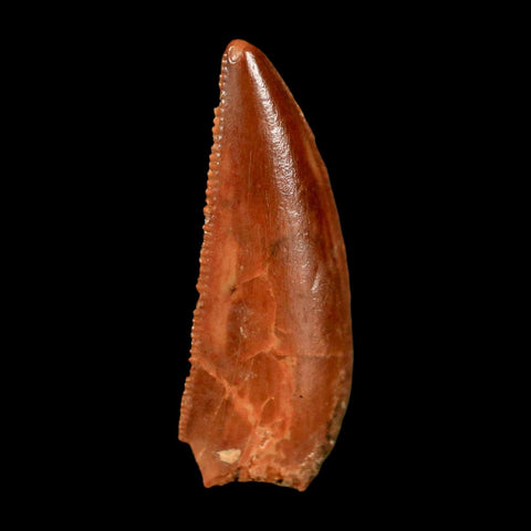 0.8" Abelisaur Serrated Tooth Fossil Cretaceous Age Dinosaur Morocco COA, Display