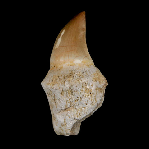 2.3" Mosasaur Prognathodon Anceps Fossil Tooth Rooted Cretaceous Dinosaur Era COA