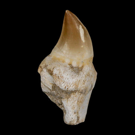 2.3" Mosasaur Prognathodon Anceps Fossil Tooth Rooted Cretaceous Dinosaur Era COA