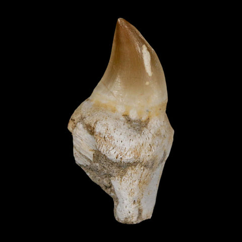 2.3" Mosasaur Prognathodon Anceps Fossil Tooth Rooted Cretaceous Dinosaur Era COA