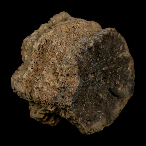 2.3" Glyptodon Fossil Osteoderm Scute Plate Bony Armor Pleistocene Uruguay COA - Fossil Age Minerals