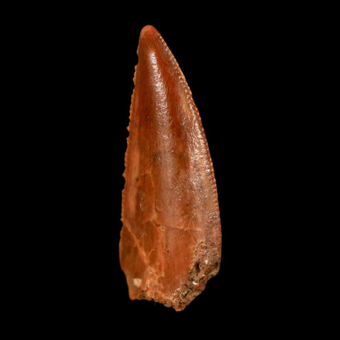 0.8" Abelisaur Serrated Tooth Fossil Cretaceous Age Dinosaur Morocco COA, Display