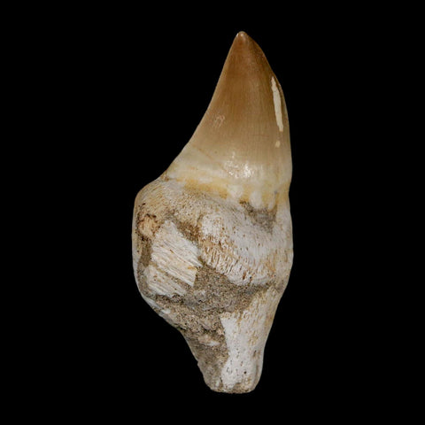 2.3" Mosasaur Prognathodon Anceps Fossil Tooth Rooted Cretaceous Dinosaur Era COA