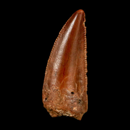 0.8" Abelisaur Serrated Tooth Fossil Cretaceous Age Dinosaur Morocco COA, Display