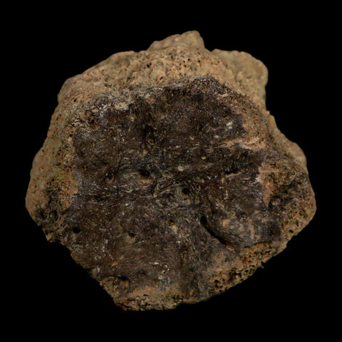 2.3" Glyptodon Fossil Osteoderm Scute Plate Bony Armor Pleistocene Uruguay COA - Fossil Age Minerals