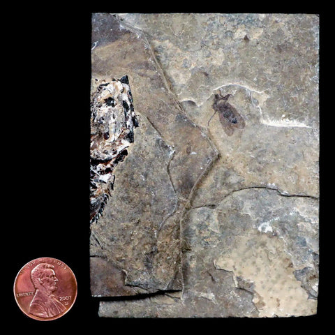 0.5 Fossil March Fly Insect And Fish Green River FM Uintah County UT Eocene Age - Fossil Age Minerals