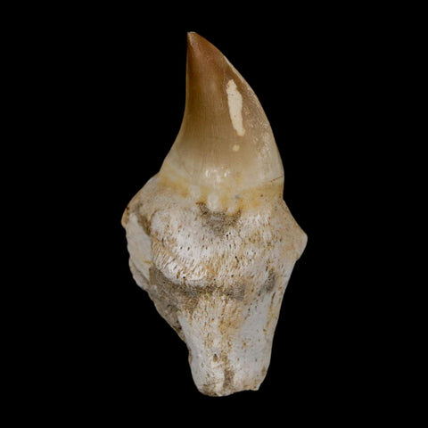 2.3" Mosasaur Prognathodon Anceps Fossil Tooth Rooted Cretaceous Dinosaur Era COA