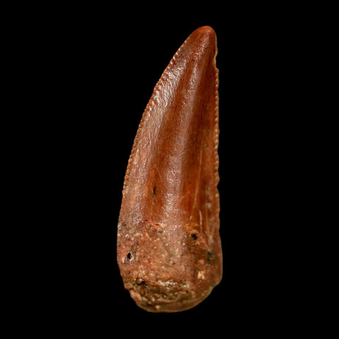 0.8" Abelisaur Serrated Tooth Fossil Cretaceous Age Dinosaur Morocco COA, Display