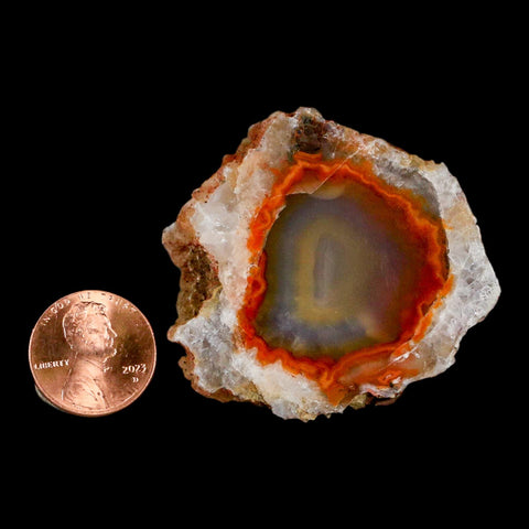 2" Polished Cut Agate Geode Crystal Quarts Chalcedony Mineral Specimen - Fossil Age Minerals