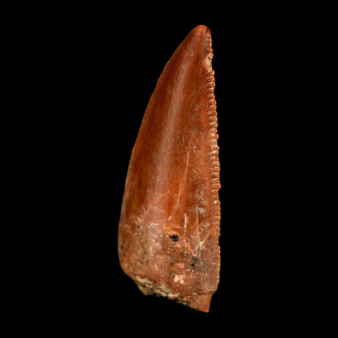 0.8" Abelisaur Serrated Tooth Fossil Cretaceous Age Dinosaur Morocco COA, Display