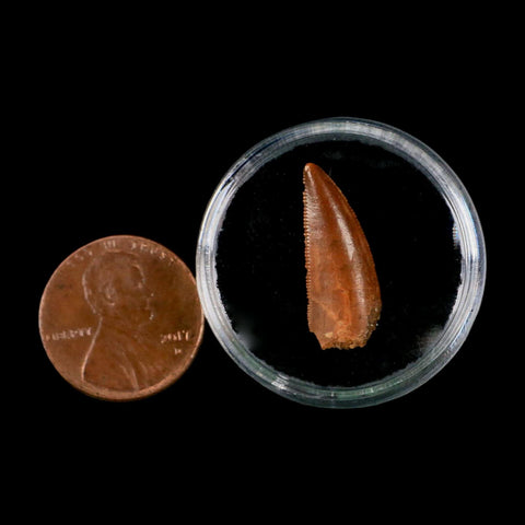 0.8" Abelisaur Serrated Tooth Fossil Cretaceous Age Dinosaur Morocco COA, Display