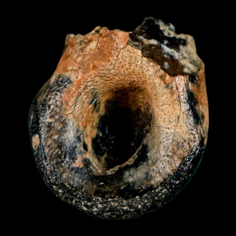 1" Raptor Dinosaur Fossil Toe Bone Judith River FM Cretaceous MT COA Display - Fossil Age Minerals