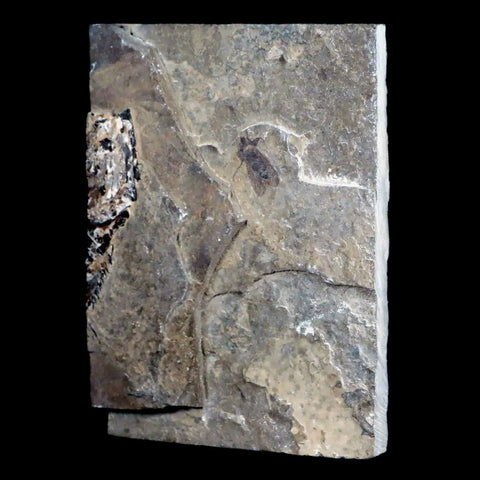 0.5 Fossil March Fly Insect And Fish Green River FM Uintah County UT Eocene Age - Fossil Age Minerals
