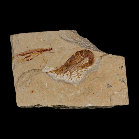 1.5" Fossil Shrimp Carpopenaeus Cretaceous Age 100 Mil Yrs Old Lebanon COA - Fossil Age Minerals