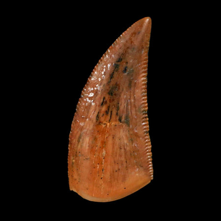 0.7" Abelisaur Serrated Tooth Fossil Cretaceous Age Dinosaur Morocco COA, Display